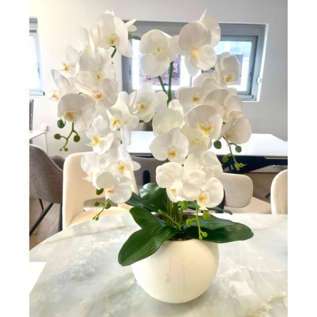 Fleur Orchidée Blanc